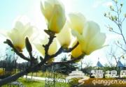 2013国际雕塑公园举行第十届玉兰文化节