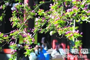 北京市属公园推荐10处赏花最佳景点[墙根网]