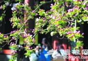 北京市属公园推荐10处赏花最佳景点