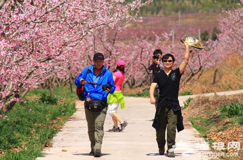 走进桃花 走出美丽 平谷十大登山徒步路线推荐