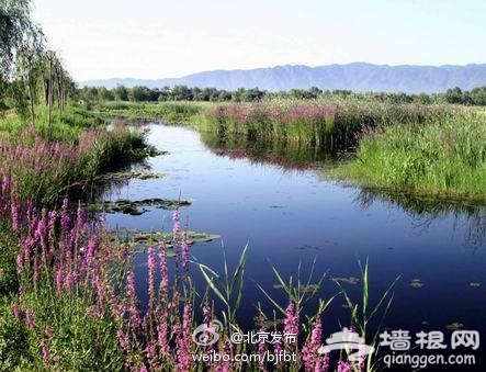 今年通州万亩藕塘将变湿地
