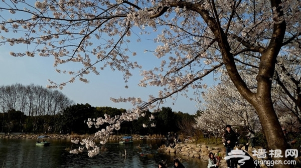 北京植物园桃花节 5条赏花线路推荐