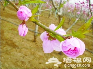 平谷桃花节 桃树上开出“五种花”