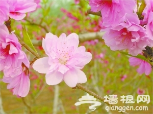 平谷桃花节 桃树上开出“五种花”[墙根网]