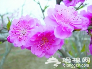 平谷桃花节 桃树上开出“五种花”[墙根网]