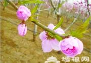 平谷桃花节 桃树上开出“五种花”