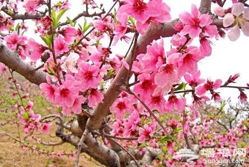 密云黑龙潭举办第11届赏花节