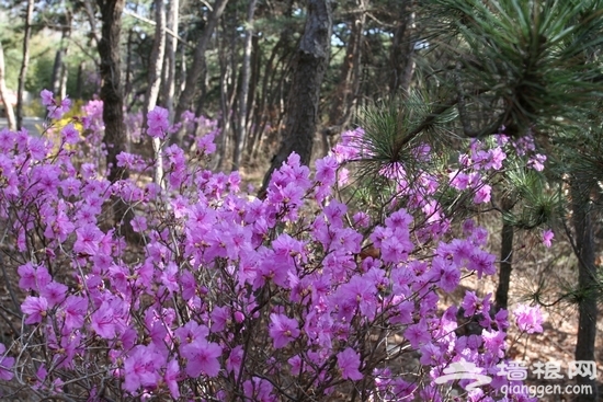 2013京郊春季赏花游 红螺寺赏花攻略