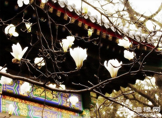 2013京郊春季赏花游 红螺寺赏花攻略