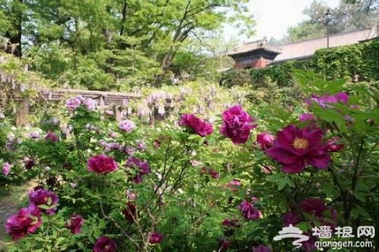 2013京郊春季赏花游 红螺寺赏花攻略