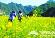 北京密云油菜花海