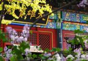 2013京郊春季赏花游 红螺寺赏花攻略