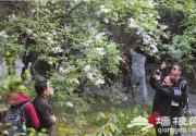 千年古刹法源寺 丁香花开香雪海