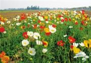 北京通州花仙子万花园冰岛虞美人节