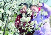 密云东邵渠赏李子花