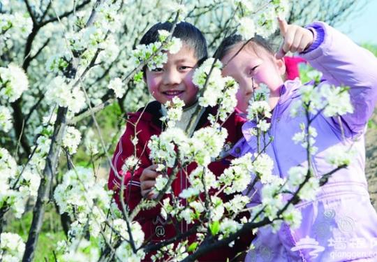 密云东邵渠赏李子花