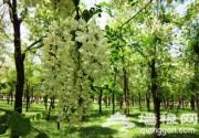 延庆康庄镇大营村槐花5月中旬开