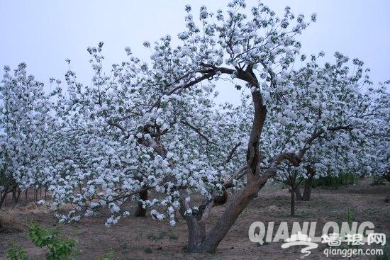 2013第六届中国怀来海棠花节开幕[墙根网]