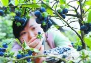 密云蓝莓熟了 采摘期将持续到9月底