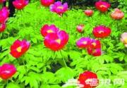 景山公园芍药花开