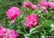 响水湖举办第一届芍药赏花节5月举办