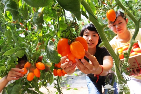 北京番茄文化艺术节:到番茄联合国体验番茄传奇