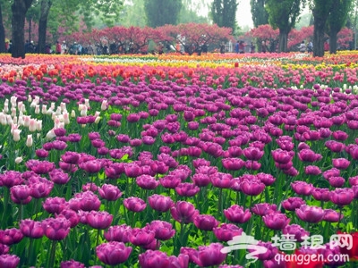 北京植物园郁金香盛放