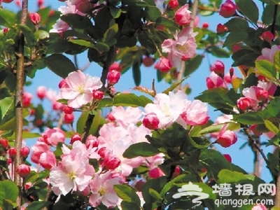 第六届中国·怀来海棠花节开幕