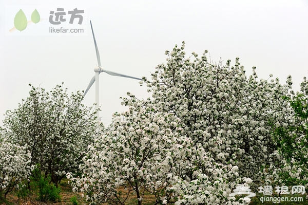 河北怀来海棠花观赏自助游攻略[墙根网]