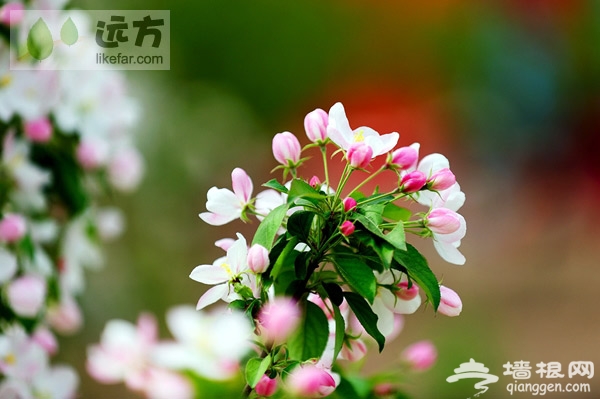 河北怀来海棠花观赏自助游攻略[墙根网]