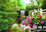 2013响水湖芍药节周末开幕