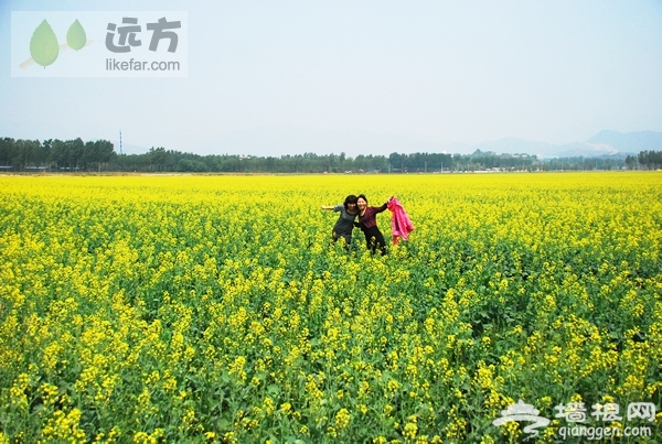 房山长沟花田节赏油菜花[墙根网]