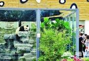 北京园博会熊猫姐妹抢眼 电瓶车抢手