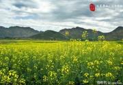 房山天开油菜花海