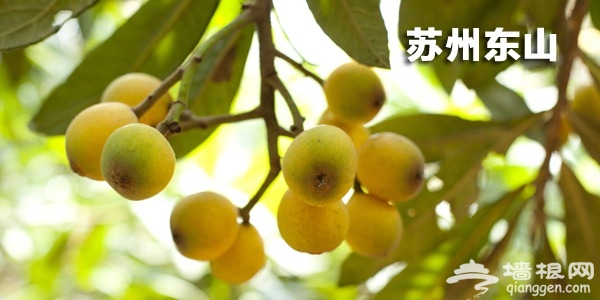 苏州东山枇杷采摘