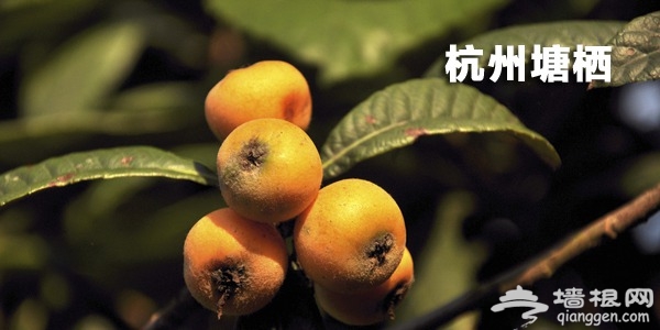 杭州塘栖枇杷采摘