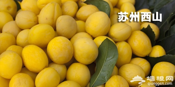 苏州西山枇杷采摘