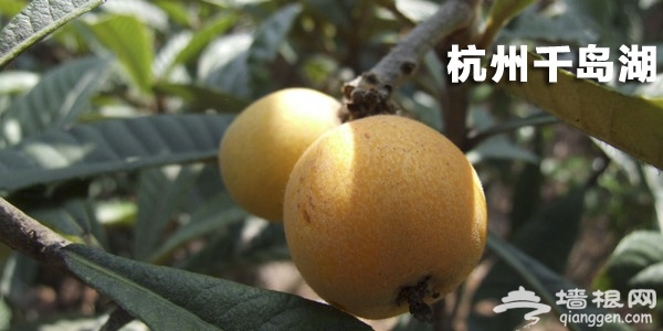 杭州千岛湖枇杷采摘