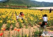 京郊最美的赏花地 延庆夏日五大赏花去处