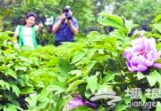 京西戒台寺200岁牡丹绽放迎客