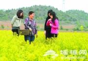 延庆姚官岭油菜花绽放 村官花田学农事