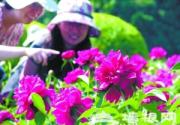 北京植物园芍药绽