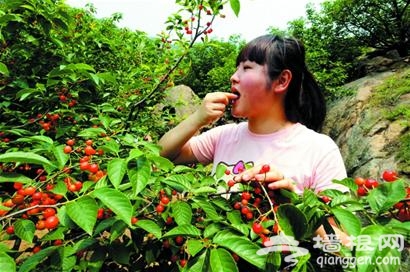 2013崂山北宅樱桃节开幕