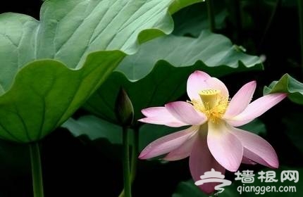 紫竹院赏荷(新浪博主：大漠孤烟) 
