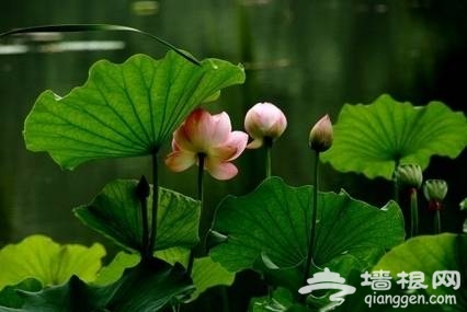 紫竹院赏荷(新浪博主：大漠孤烟) 