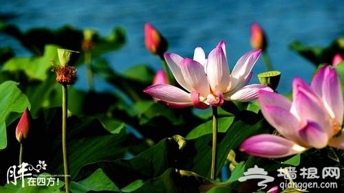什刹海赏荷