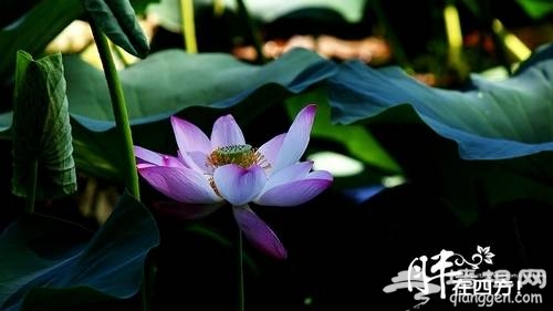 什刹海赏荷(新浪博主：胖少爷)