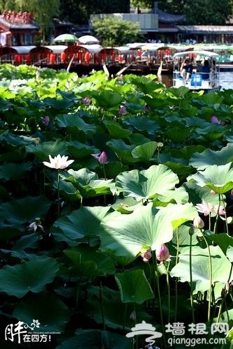 什刹海赏荷(新浪博主：胖少爷)