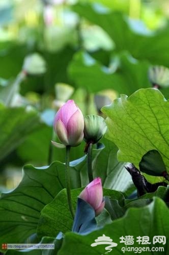 圆明园荷花(新浪博主：西北农夫)