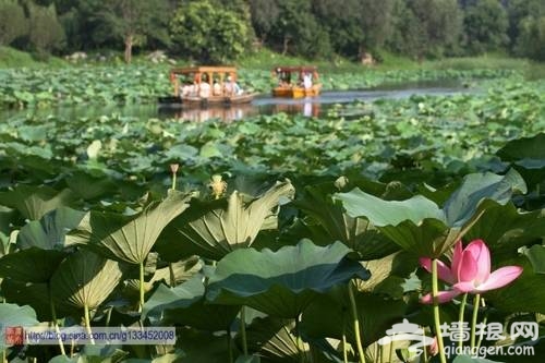 圆明园荷花(新浪博主：西北农夫)